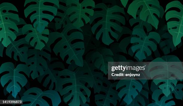 green monstera plant leaves background - leaf pattern background stock illustrations