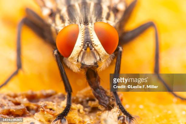 flesh fly supper - mosca de la carne fotografías e imágenes de stock