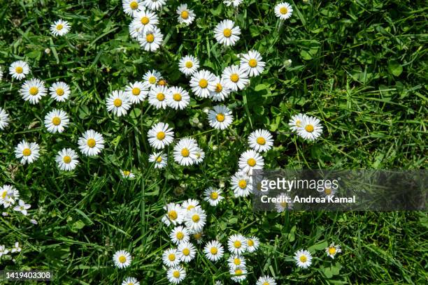 field of daisies (bellis perennis) - margarida imagens e fotografias de stock