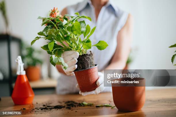 植物を鉢替える匿名の女性 - green thumb 英語の慣用句 ストックフォトと画像