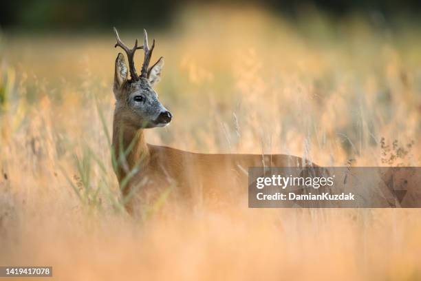capriolo (capreolus capreolus) - cacciare foto e immagini stock