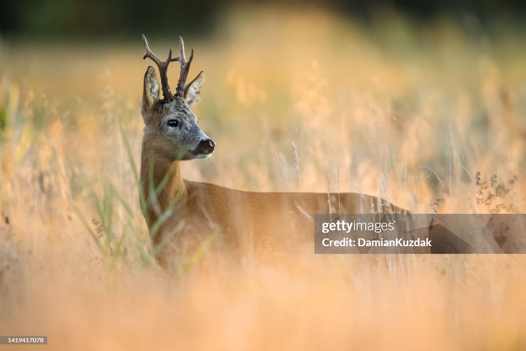 Roe Deer (Capreolus capreolus)
