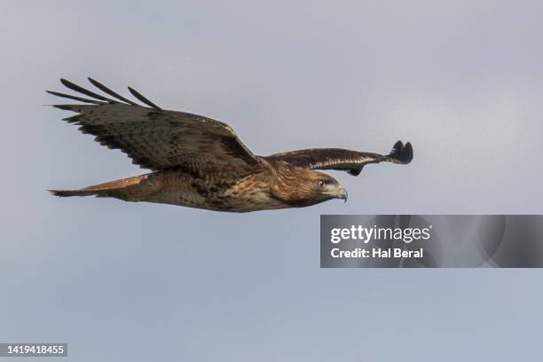 Red Shell Flying Redtailed Hawk Flying High-Res Stock Photo - Getty Images