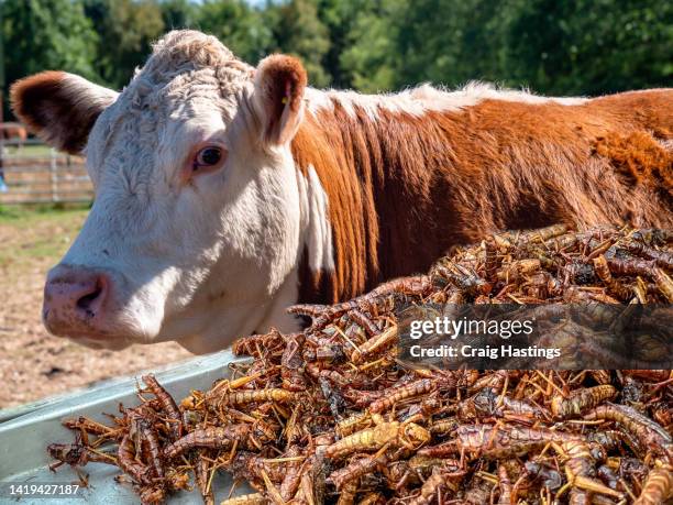 cow beef bug insect concept. wef world economic forum are recommending that people consume less beef and switch to an insect bug protein replacement as an alternative to help with climate change and emissions targets - insect eating stock pictures, royalty-free photos & images