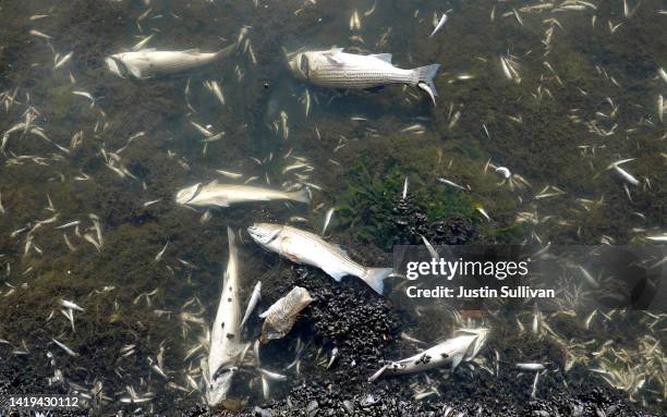 Dead striped bass collect on the banks of Lake Merritt, a tidal lagoon of the San Francisco Bay, on August 30, 2022 in Oakland, California. Tens of...