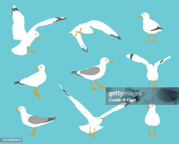 seagull behavior flat design blue - seagull stock illustrations