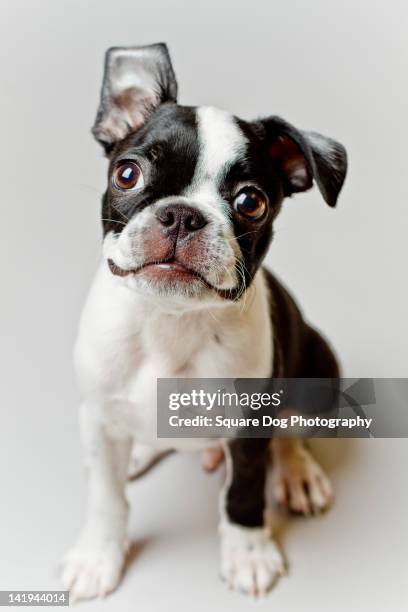 boston terrier dog puppy - boston terrier photos et images de collection