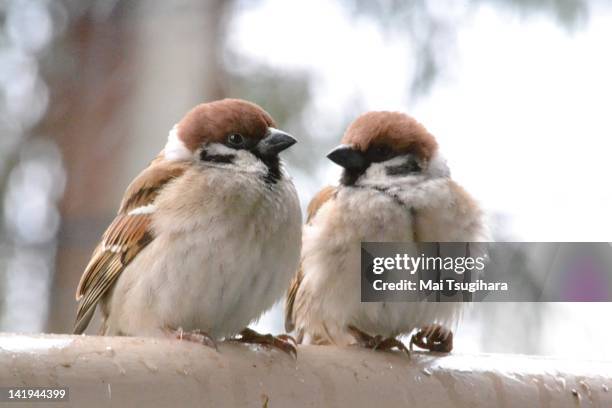 best friends - sparrow stock pictures, royalty-free photos & images