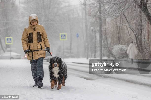 dog walking in the snowy weather. a middle-aged woman wearing a yellow winter jacket is walking with a bernese mountain dog along a snowy street. - weather improve in kashmir after two days of snowfall stockfoto's en -beelden