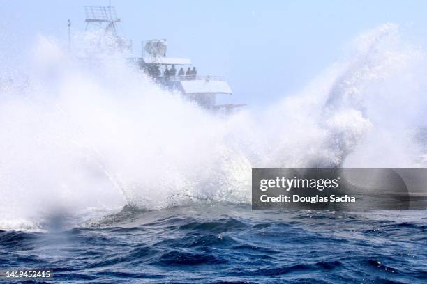 breaching whale hits the the water surface - chinesischer weißer delfin stock-fotos und bilder