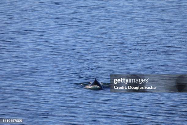 orca or killer whale (orcinus orca) - chinesischer weißer delfin stock-fotos und bilder