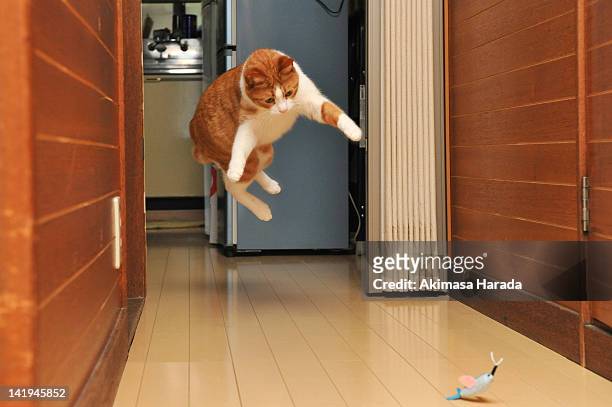 cat jumping on toy - cat jump stockfoto's en -beelden