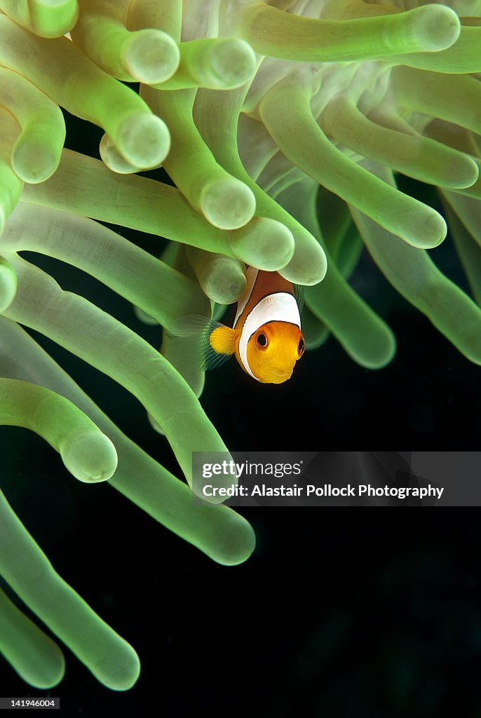 Clownfish on green anemone