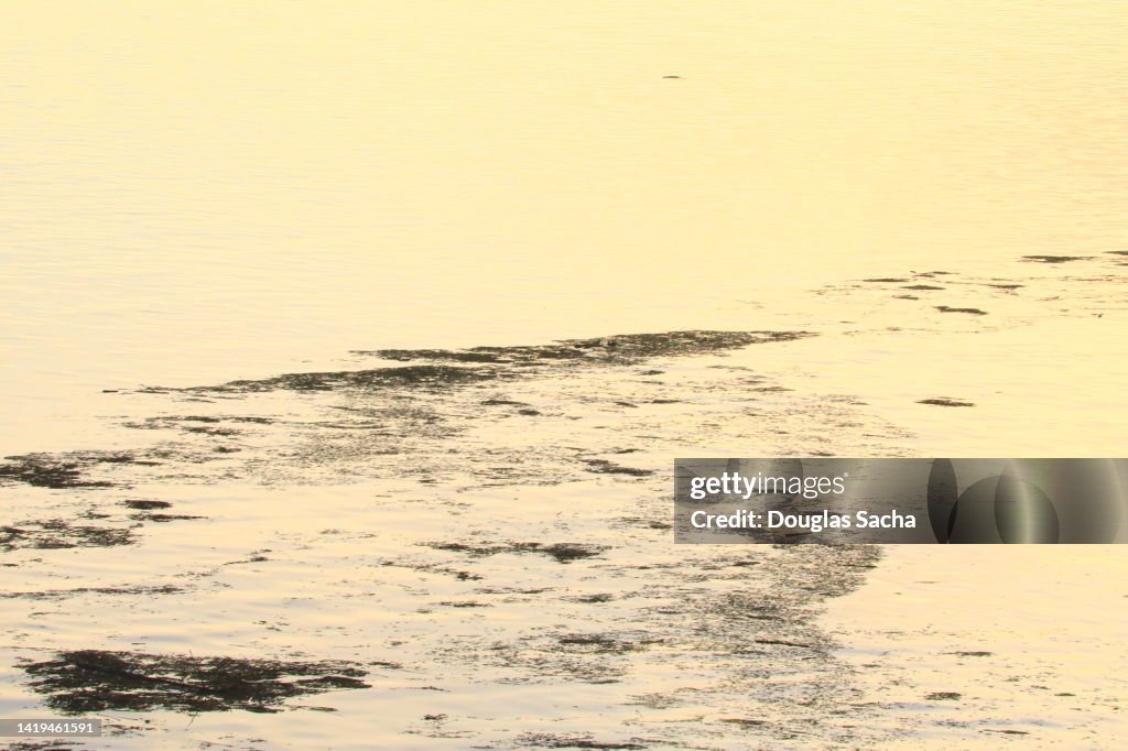 Field of Bull Kelp type seaweed (Nereocystis luetkeana)