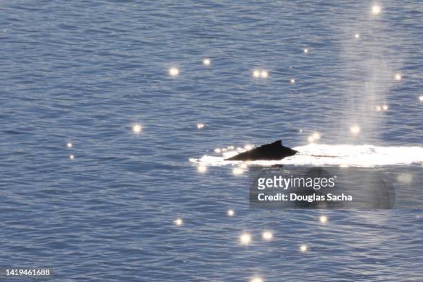 spouting whale in the wild - baby dolphin stock pictures, royalty-free photos & images