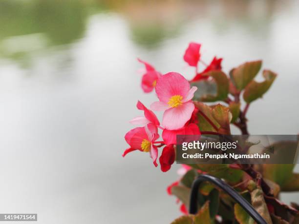 begonia pink flower begoniaceae - wax begonia stock pictures, royalty-free photos & images