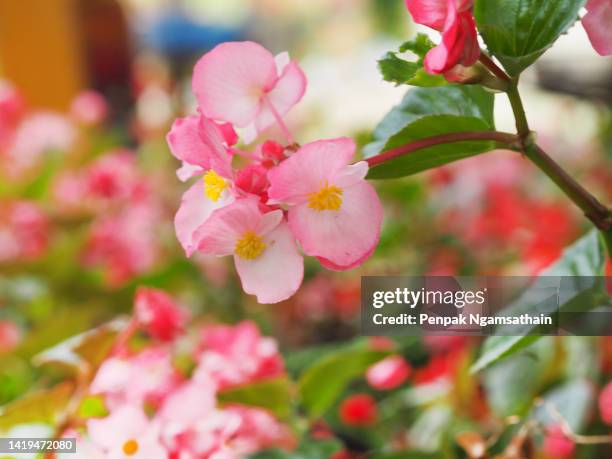 begonia pink flower begoniaceae - wax begonia stock pictures, royalty-free photos & images