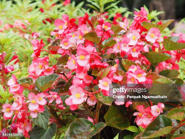 begonia pink flower begoniaceae - wax begonia stock pictures, royalty-free photos & images