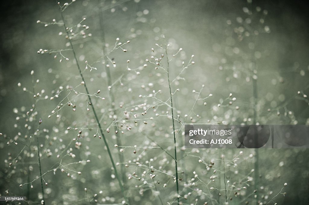 Flower like snowflakes