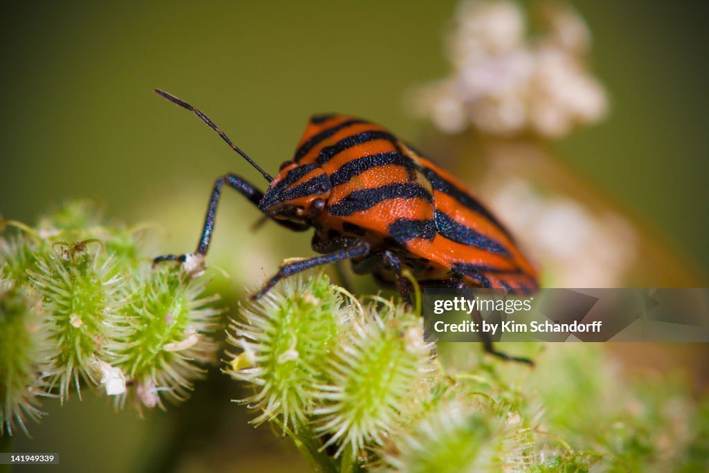 Heteroptera on flower