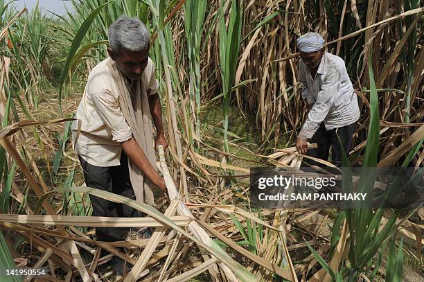 Indian farmers Bhurabhai Gol and Jillubhai work in a sugar cane field in Badarkha village, some 30 kms from Ahmedabad, on March 27, 2012. The Indian...