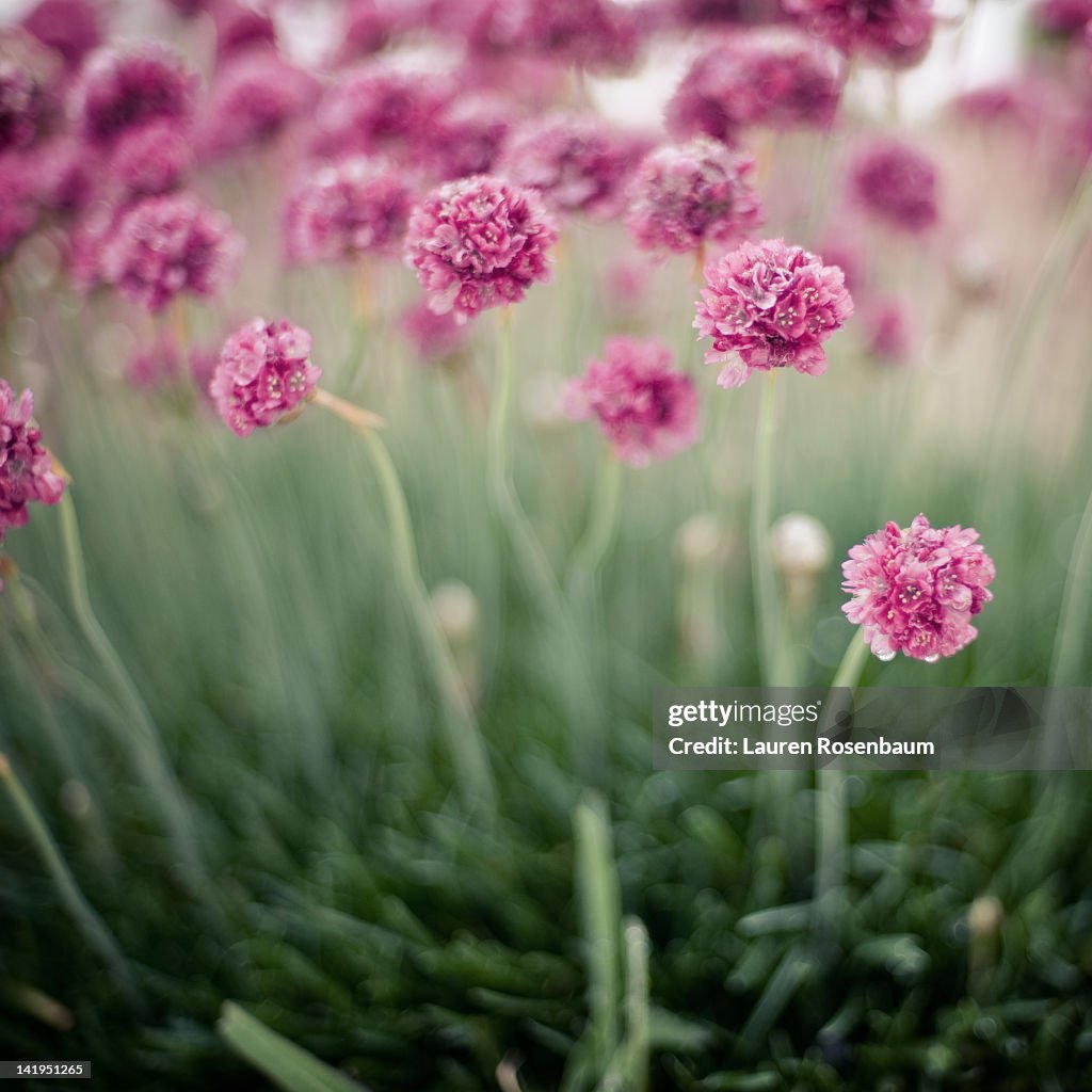 Pink flower