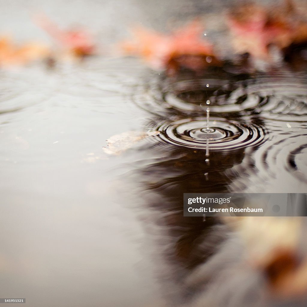 Rain drop in puddle