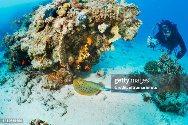 uomo fotografo subacqueo immersioni subacquee scatta foto della vita marina bluespotted stingray barriera corallina foto subacquea scuba diver point of vie - macchina fotografica subacquea foto e immagini stock