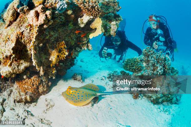 man and woman underwater photographer  scuba diving  takes photos of   sea life  bluespotted stingray   coral reef  underwater photo scuba diver point of vie - taeniura lymma stock pictures, royalty-free photos & images