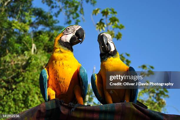 two macaws on roof of canoe on amazon river - wildlife colombia stock-fotos und bilder