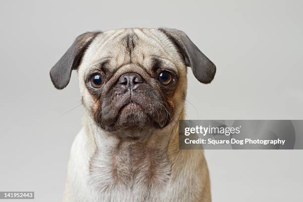 pug against white background - pug portrait stock pictures, royalty-free photos & images