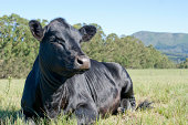 A black angus cow resting on grass looking into the distance