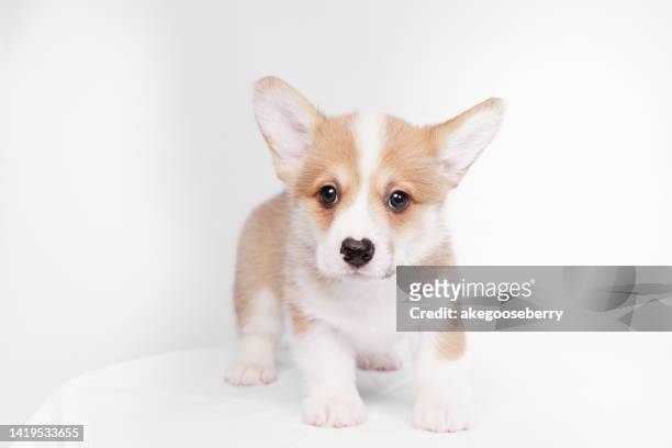 cute puppy corgi pembroke on a white background - hondje stockfoto's en -beelden