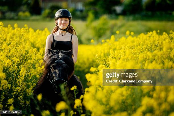 horseriding through a canola field. - recreational horseback riding stock pictures, royalty-free photos & images
