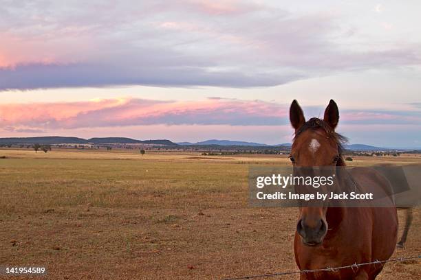 horse grazing - gunnedah stock pictures, royalty-free photos & images