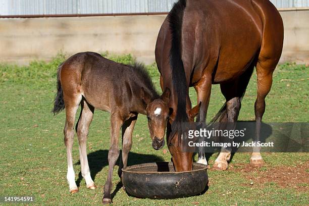 young foal and mother - gunnedah stock pictures, royalty-free photos & images