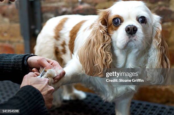 cavalier king charles spani dog - cavalier king charles spaniel stock pictures, royalty-free photos & images