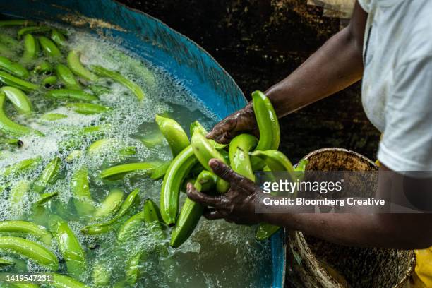 a worker cleans bananas during harvest - banana plantation stock pictures, royalty-free photos & images