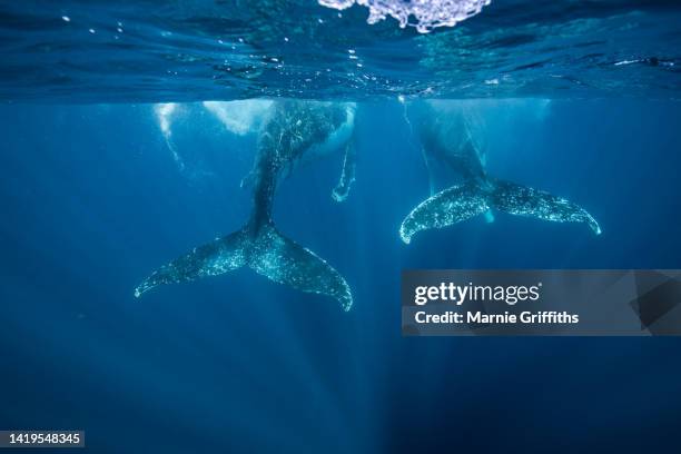 whales underwater - underwater sunlight stock pictures, royalty-free photos & images