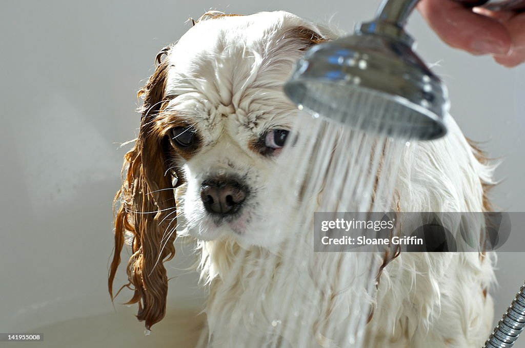 Wet Blenheim Cavalier King Charles Spaniel dog