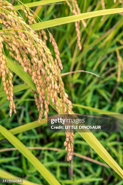 Sunny Rice Sunny Rice Photos and Premium High Res Pictures - Getty Images