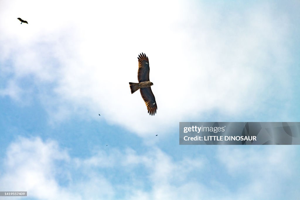 Falcon flying against blue sky