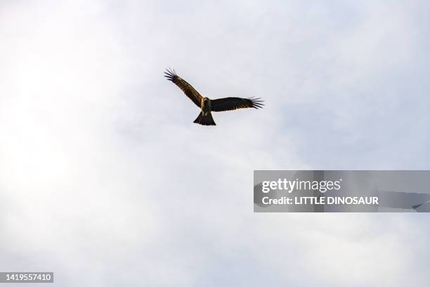 falcon flying against blue sky - eagle feather on white stock pictures, royalty-free photos & images
