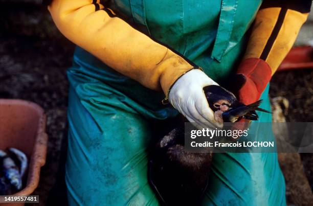 Pingouin mazouté victime d'une marée noire soigné et alimenté en juillet 1994 au large de l'ile de Dassen en Afrique du Sud.