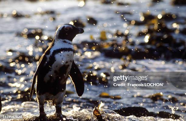 Pingouin mazouté victime d'une marée noire en juillet 1994 au large de l'ile de Dassen en Afrique du Sud.