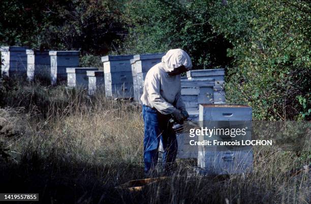 Apiculteur avec une combinaison de protection récupérant le miel dans une ruche dans les Alpes de Hautes-Provence, années 1990.