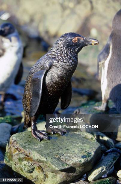 Pingouin mazouté victime d'une marée noire en juillet 1994 au large de l'ile de Dassen en Afrique du Sud.