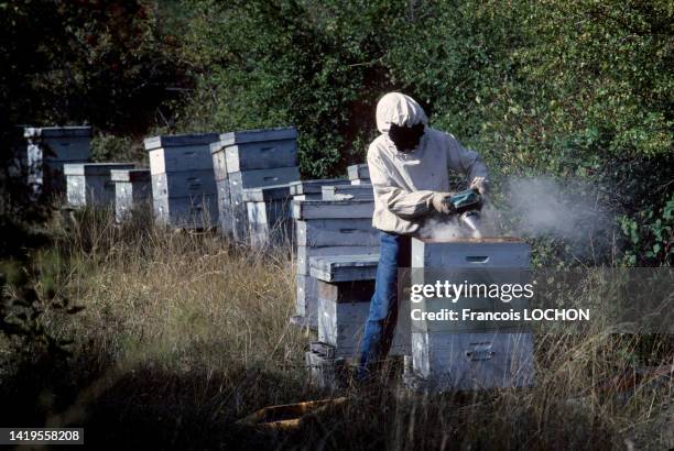 Apiculteur avec une combinaison de protection enfumant les abeilles pour récupérer le miel dans une ruche dans les Alpes de Hautes-Provence, années...