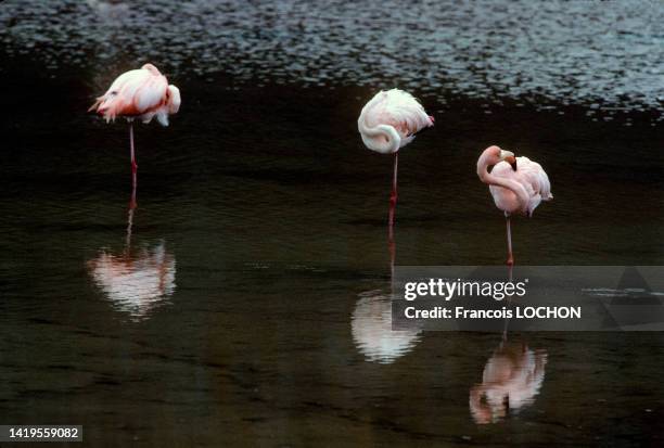 Flamants roses dans les îles Galápagos, en 1992, Equateur.