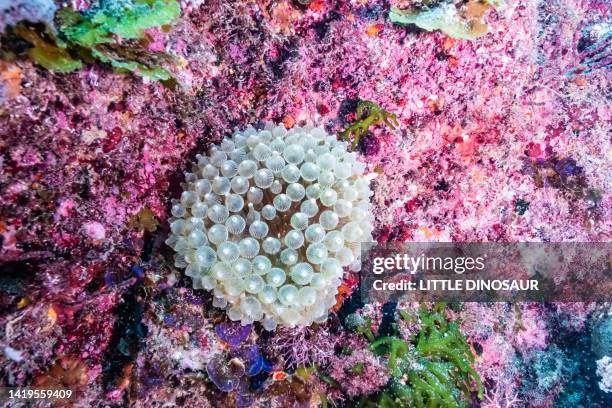 bubble-tip anemone (entacmaea quadricolor) - entacmaea stock pictures, royalty-free photos & images